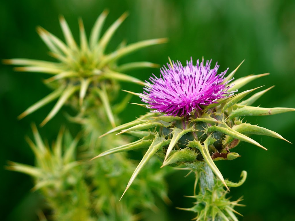 Cardo Mariano, Plantas Medicinales