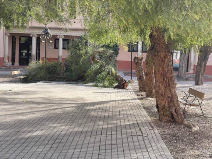 caida_arbol_ceip_cervantes